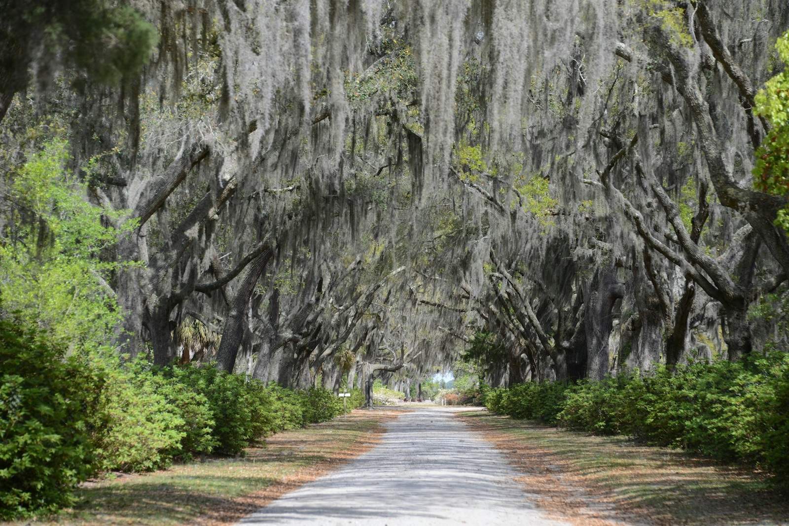 Savannah, GA: Photo by Carlo Lisa on Unsplash