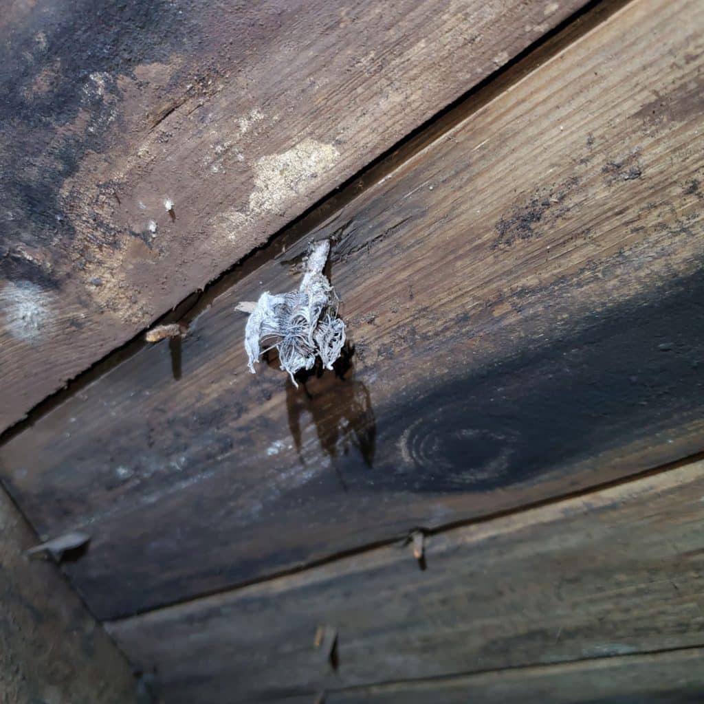 fungal growth in a crawl space