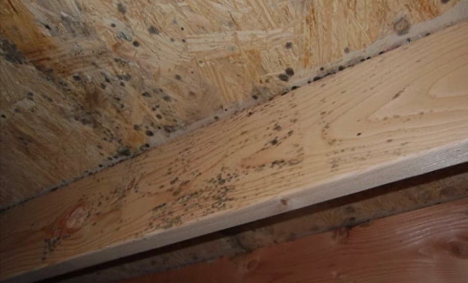 mold on crawl space support beams