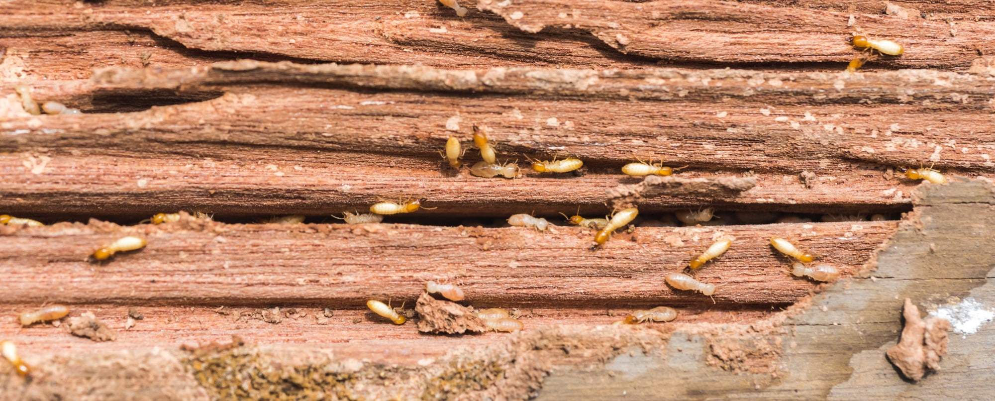 Termite Damage vs. Wood Rot: Simple Ways to Tell the Difference