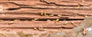 termite damage vs wood rot Crawlspace Medic