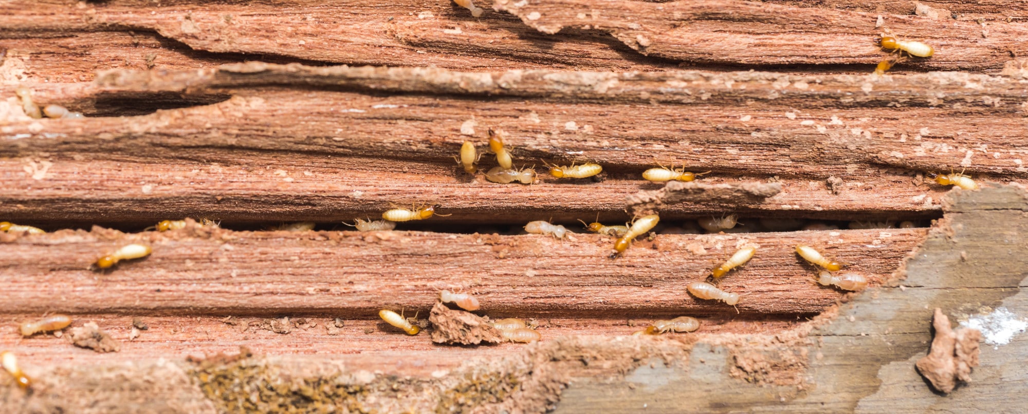 termites wood damage with pictures