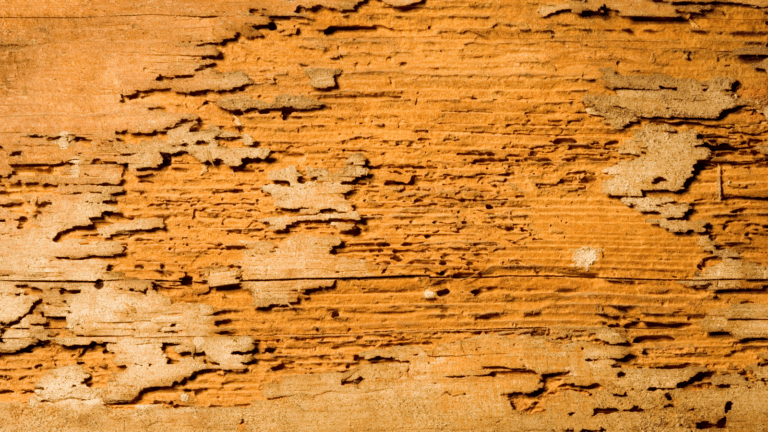 termite damage