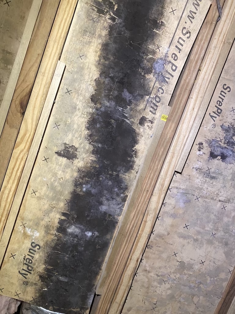 black mold growth in a crawl space