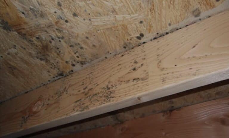 mold on crawl space support beams